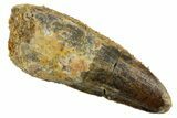 Fossil Spinosaurus Tooth - Real Dinosaur Tooth #253518-1